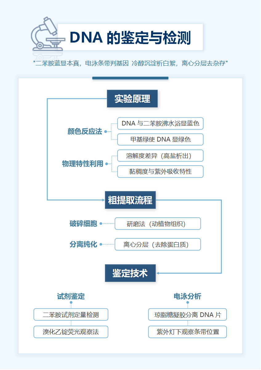 学习笔记-高中生物蓝色简约word模板