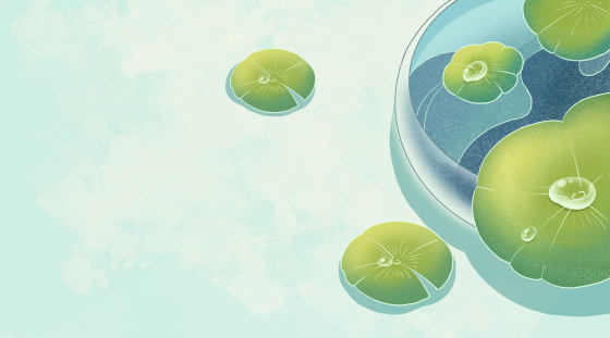 节气小暑国风荷花背景