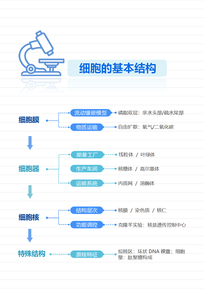 学习笔记-高中生物蓝绿简约竖版word模板