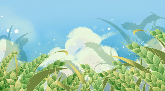 小满节气稻田背景
