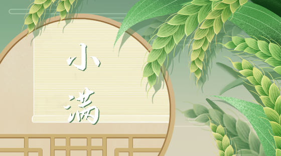 小满节气稻谷背景插画